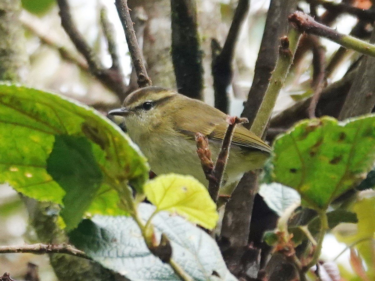 Lompobattang Leaf Warbler - ML628237790