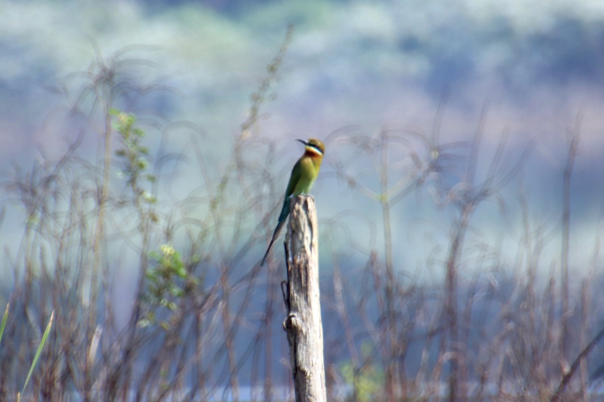 Blue-tailed Bee-eater - ML628237903
