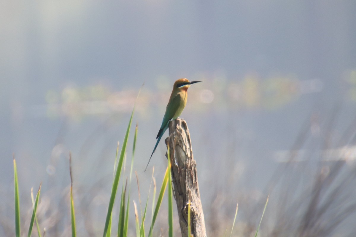 Blue-tailed Bee-eater - ML628237904