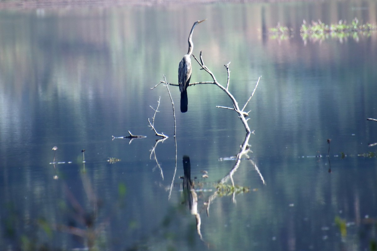 Oriental Darter - ML628237908