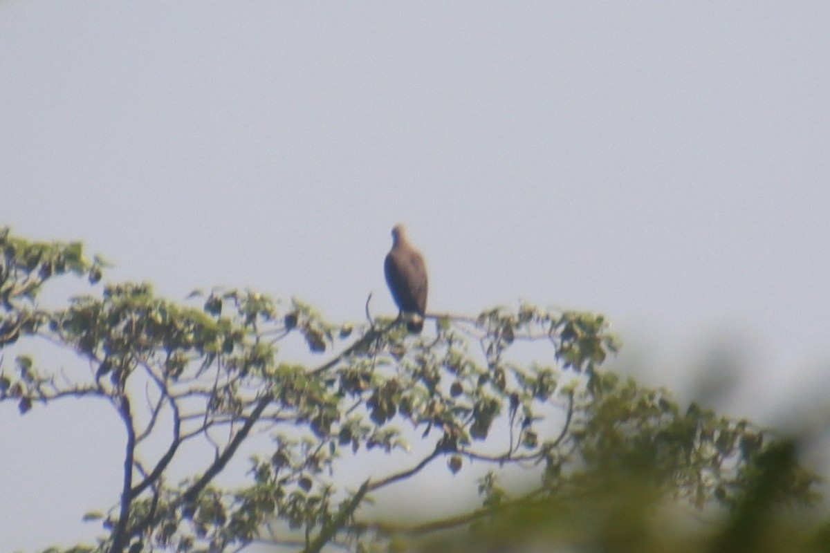 Gray-headed Fish-Eagle - ML628237911