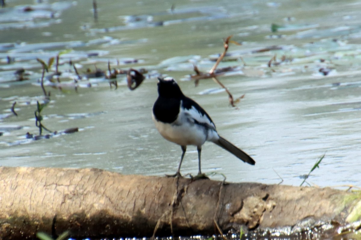 White-browed Wagtail - ML628237928