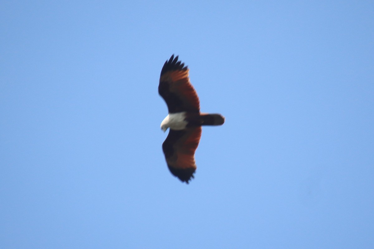 Brahminy Kite - ML628237931