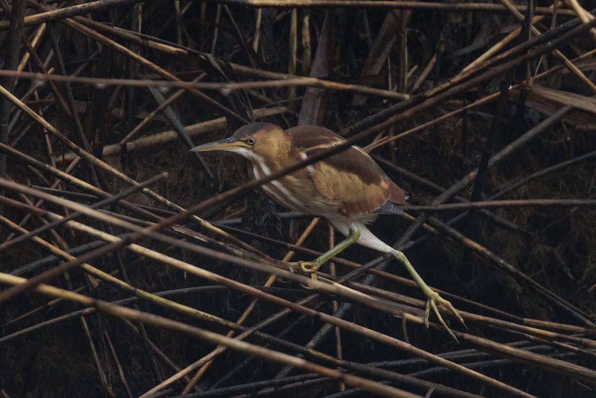 Least Bittern - ML628237954