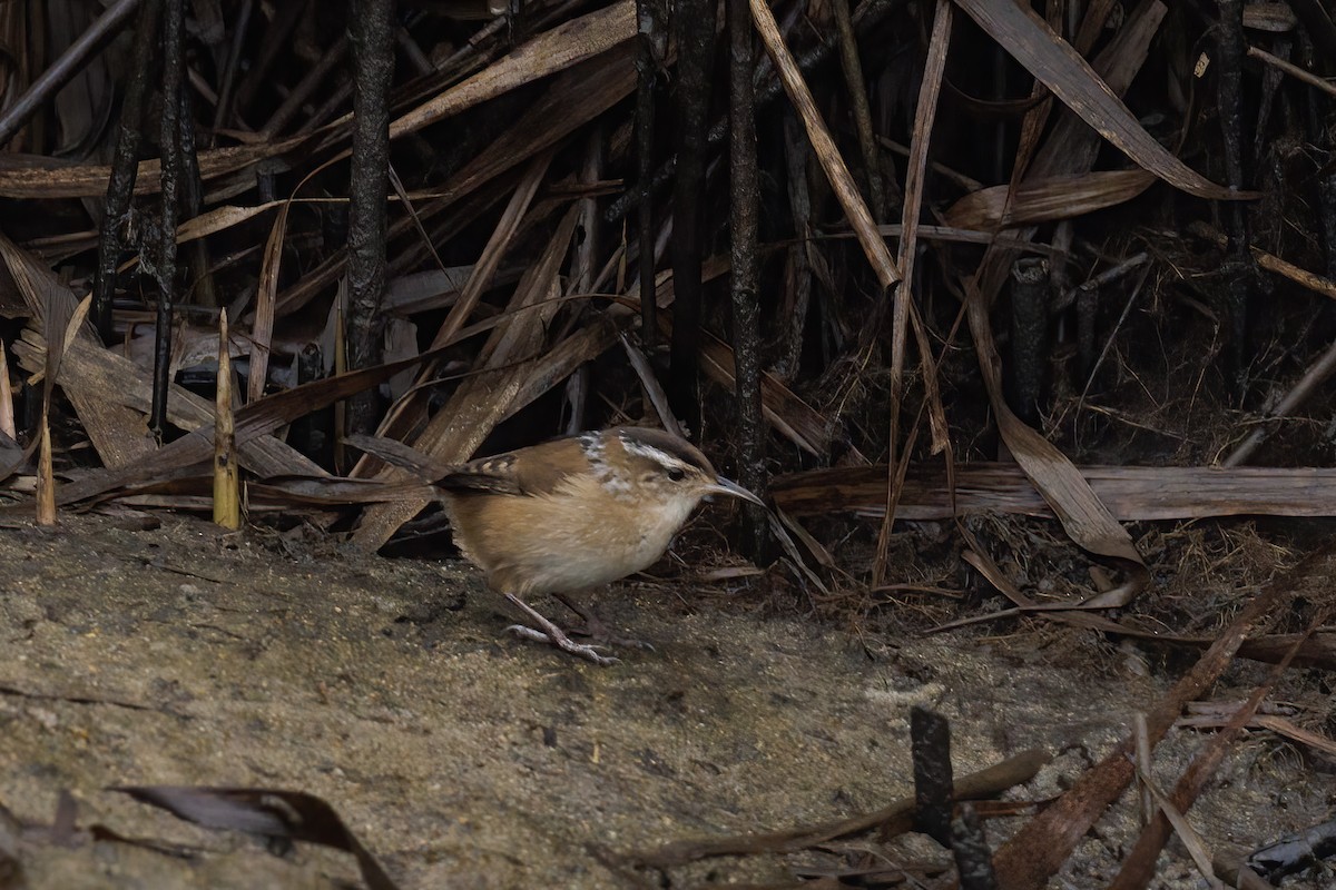 Marsh Wren - ML628237961