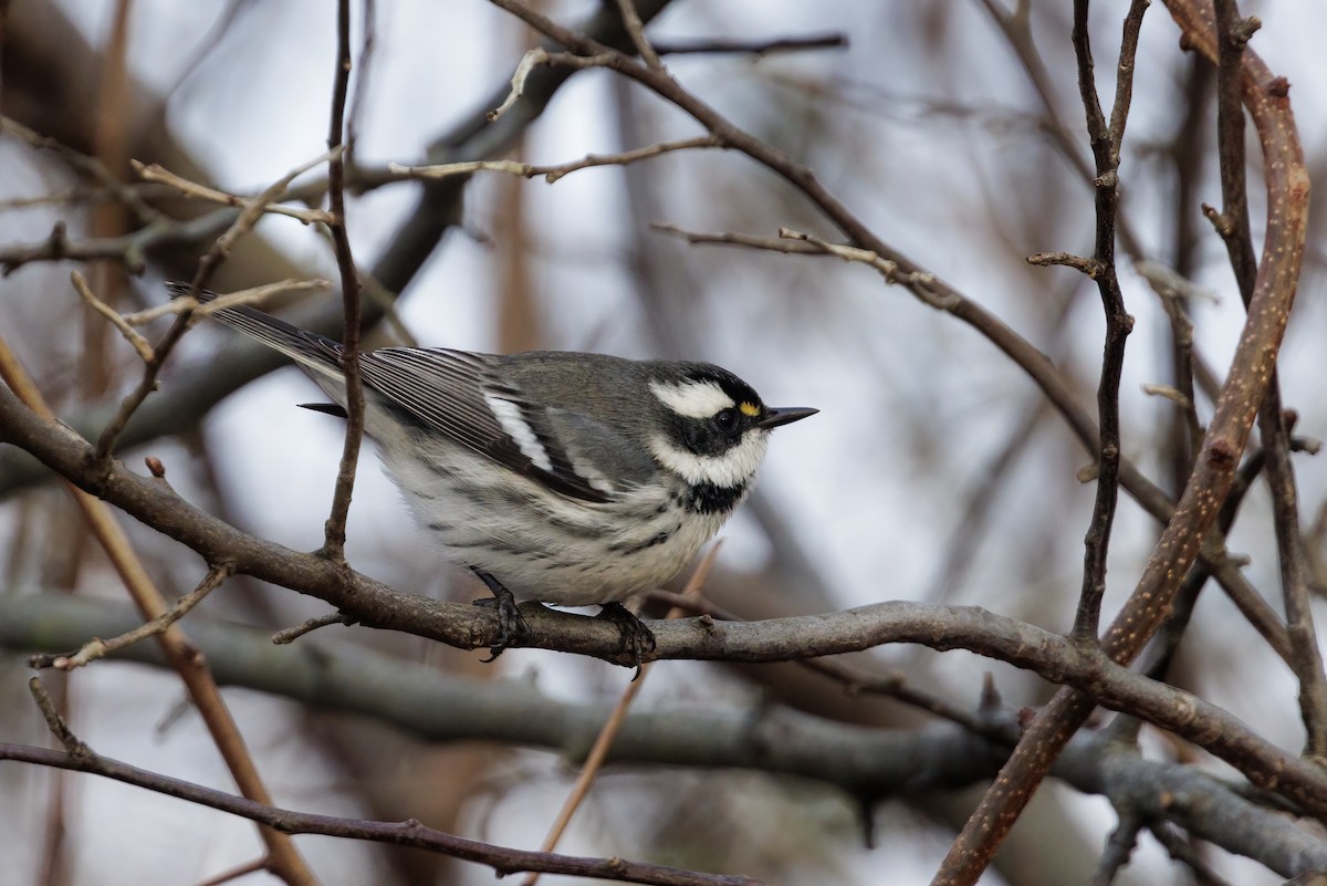 Black-throated Gray Warbler - ML628238281