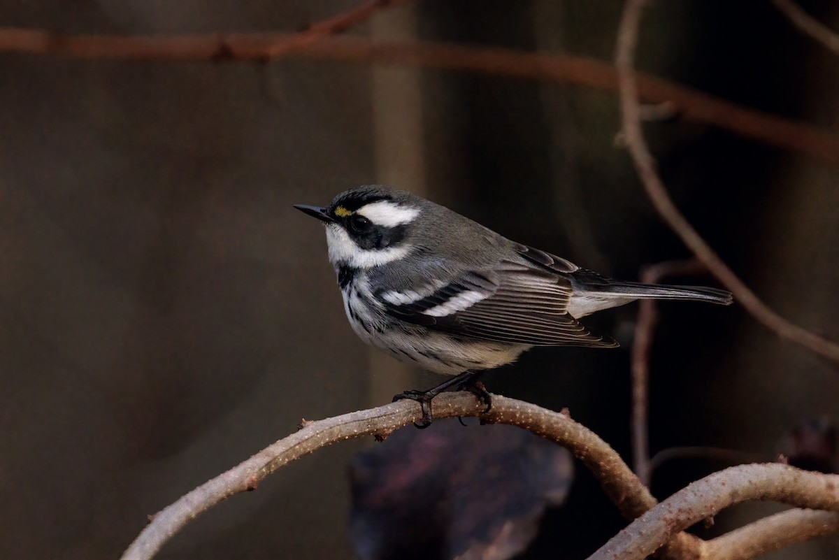 Black-throated Gray Warbler - ML628238282