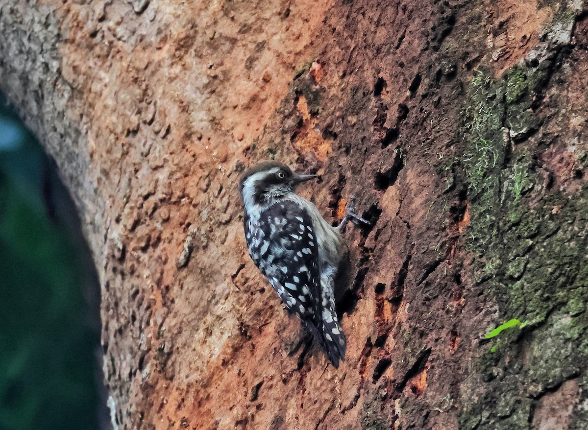 Brown-capped Pygmy Woodpecker - ML628238314