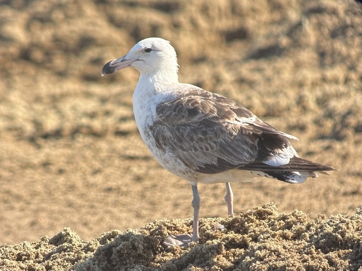 Kelp Gull - ML628238347