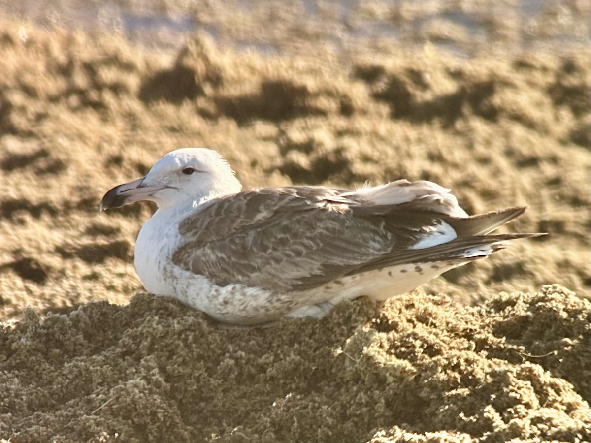 Kelp Gull - ML628238348