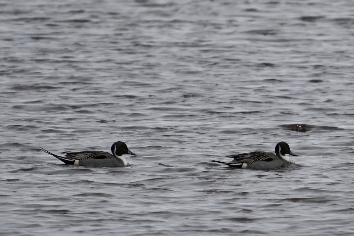 Northern Pintail - ML628238431