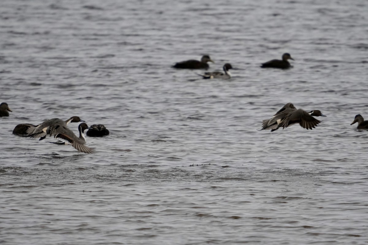 Northern Pintail - ML628238432