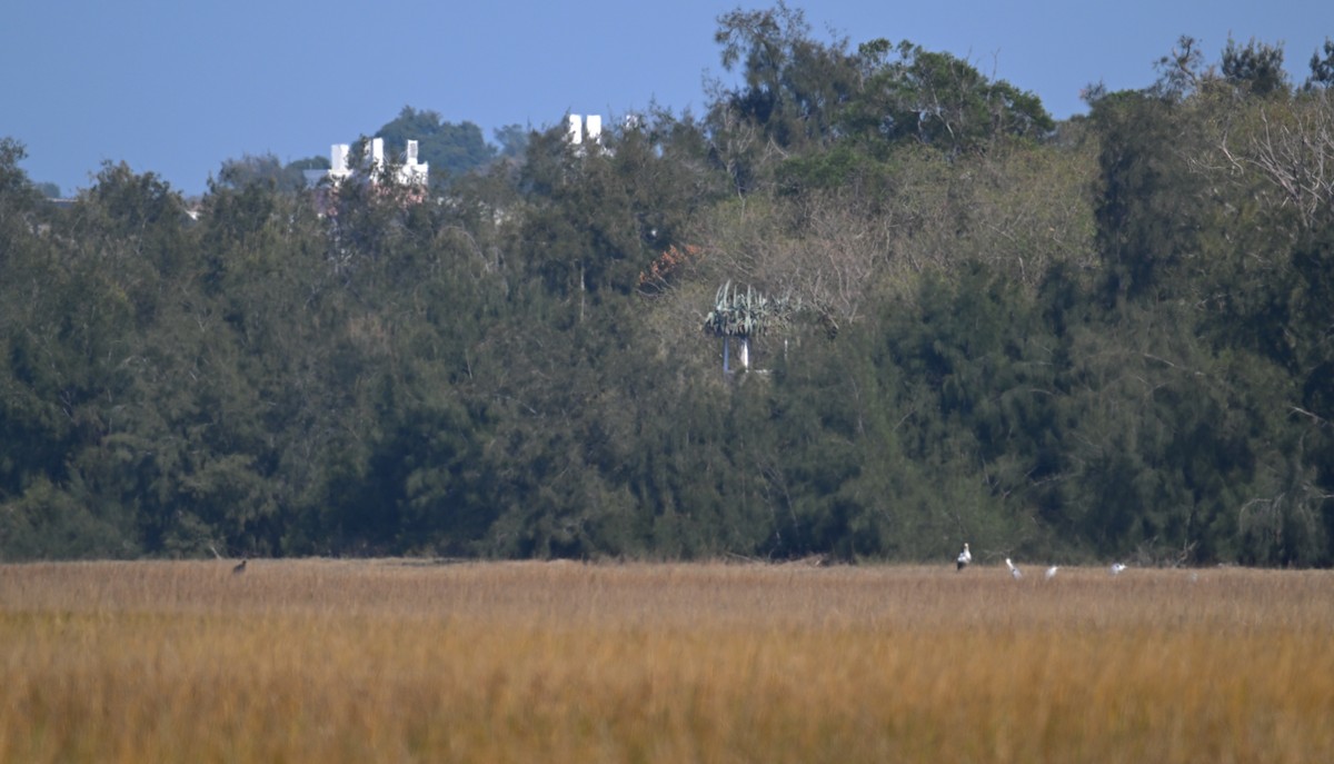 Oriental Stork - ML628238441