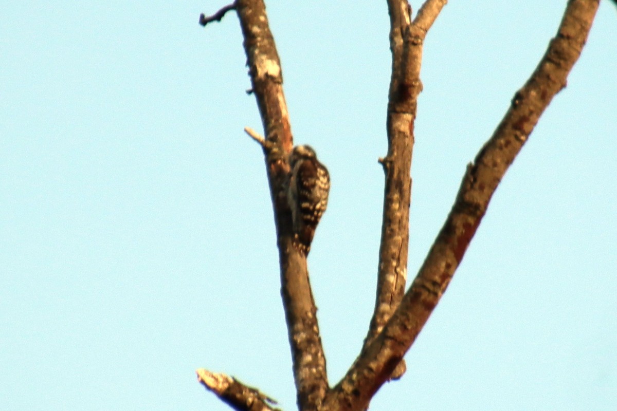 Brown-capped Pygmy Woodpecker - ML628238595