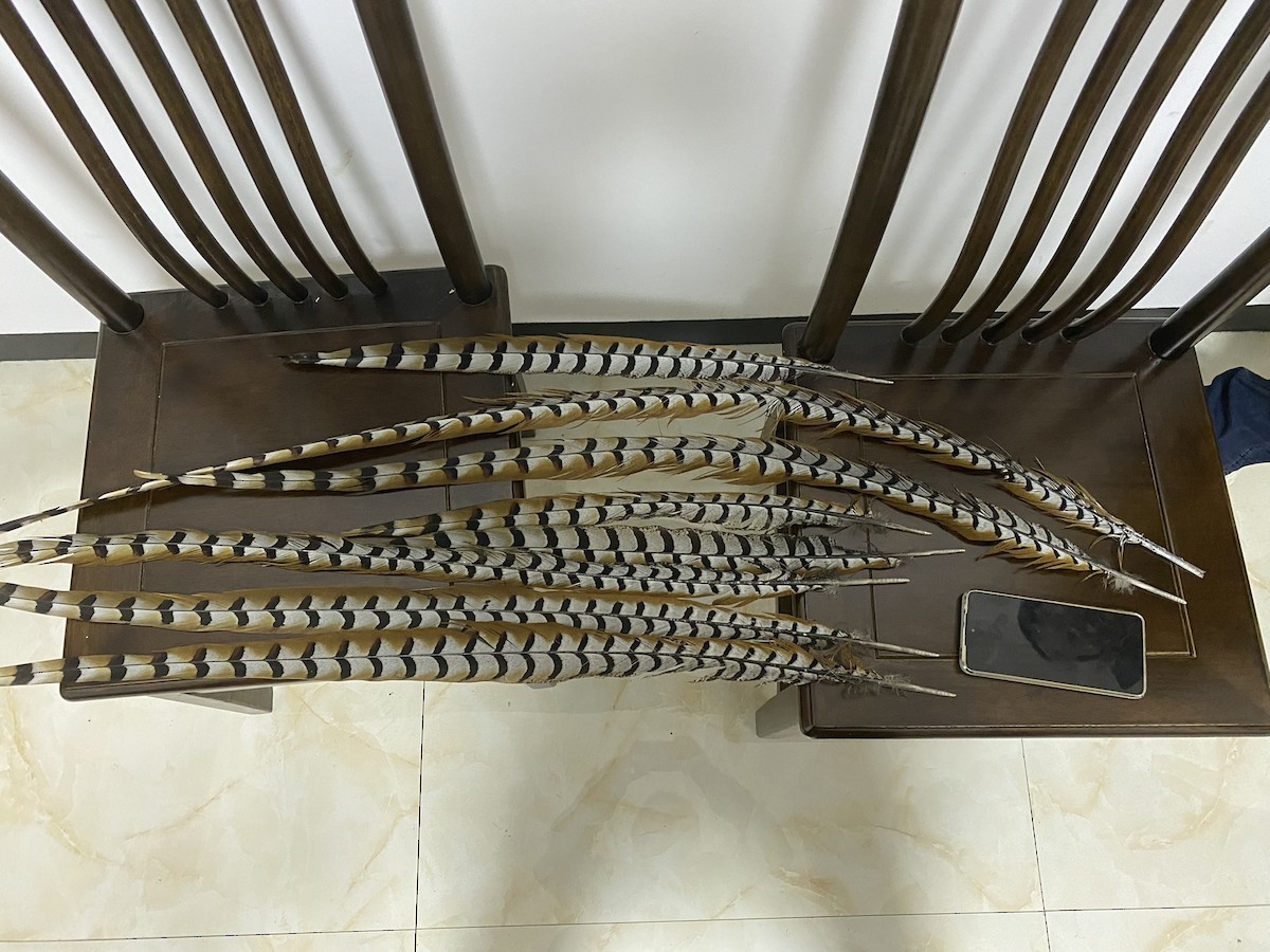 Reeves's Pheasant - ML628238616