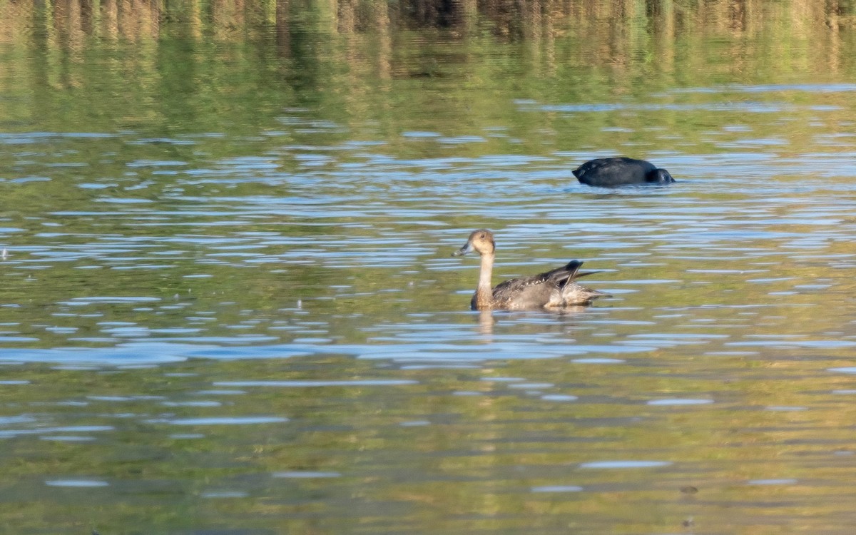 Northern Pintail - ML628238655