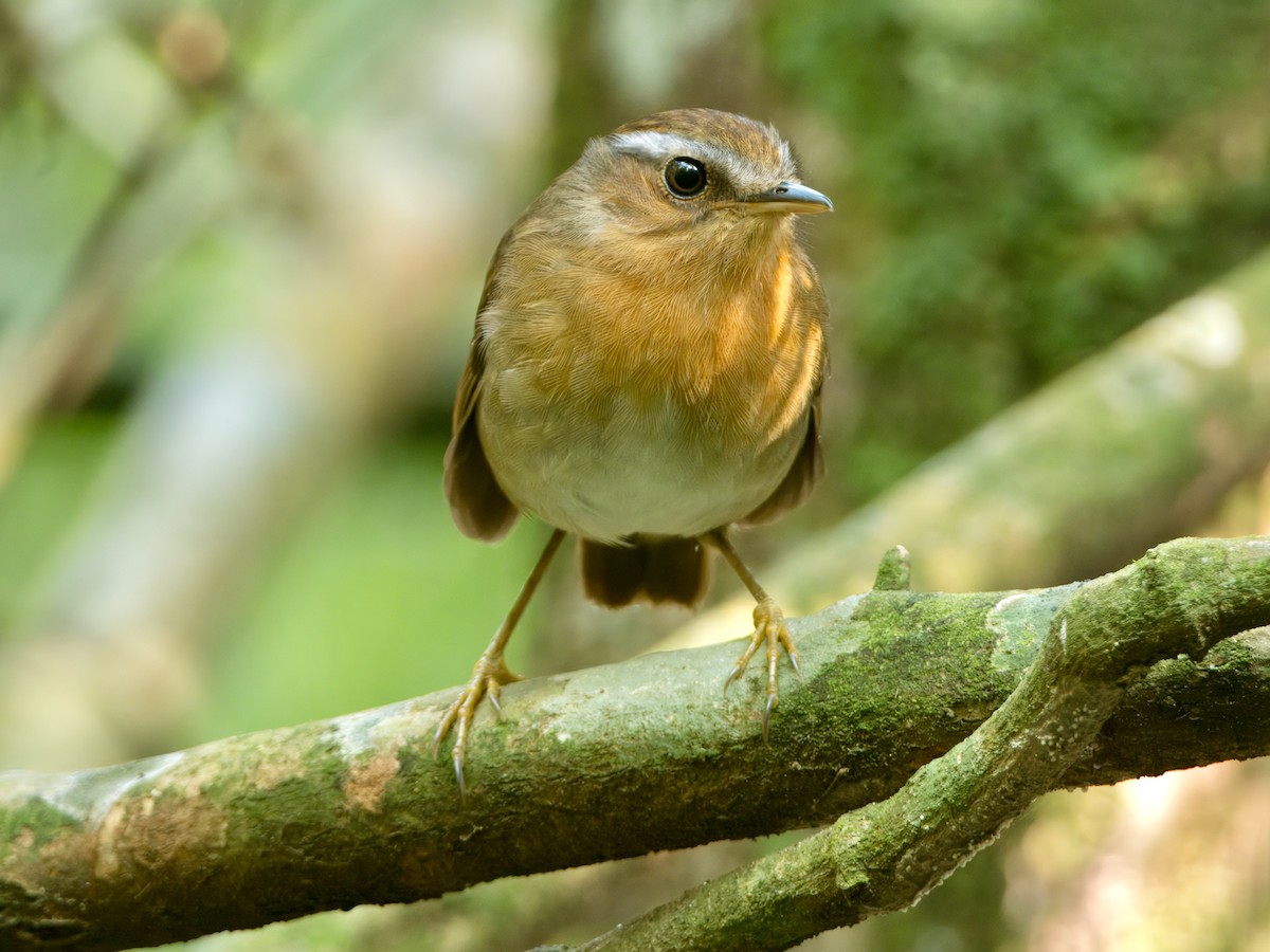 Rufous Gnateater - ML628238706