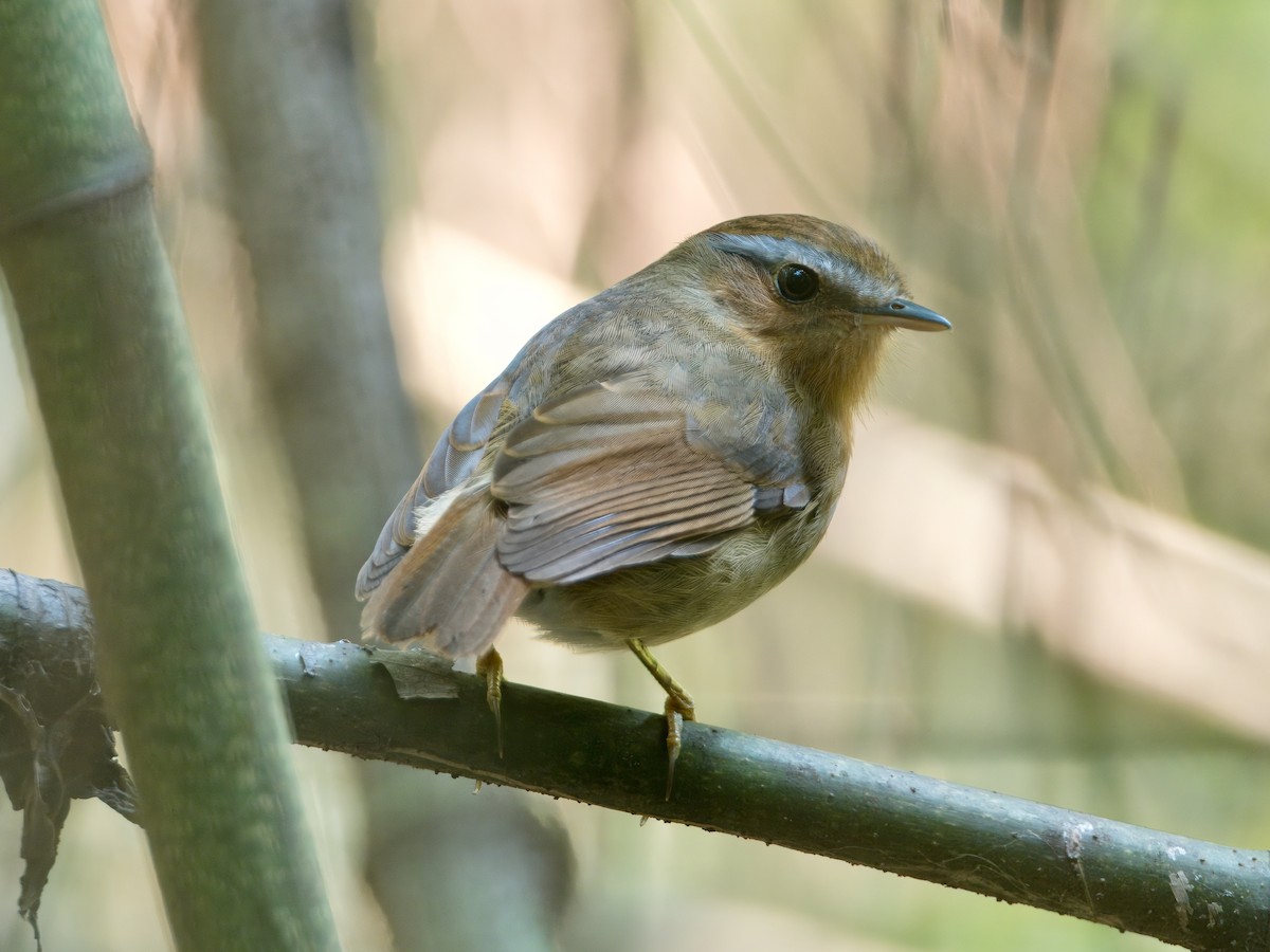 Rufous Gnateater - ML628238707