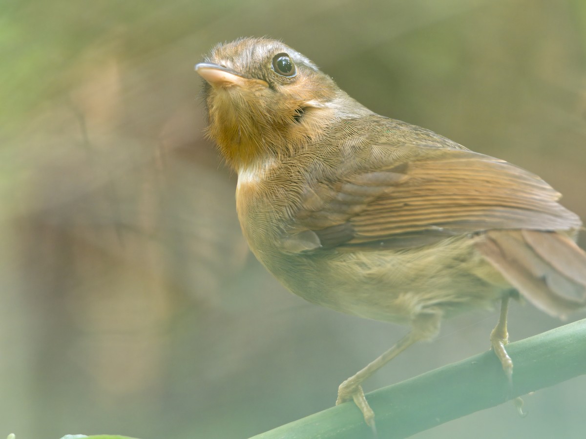 Rufous Gnateater - ML628238713