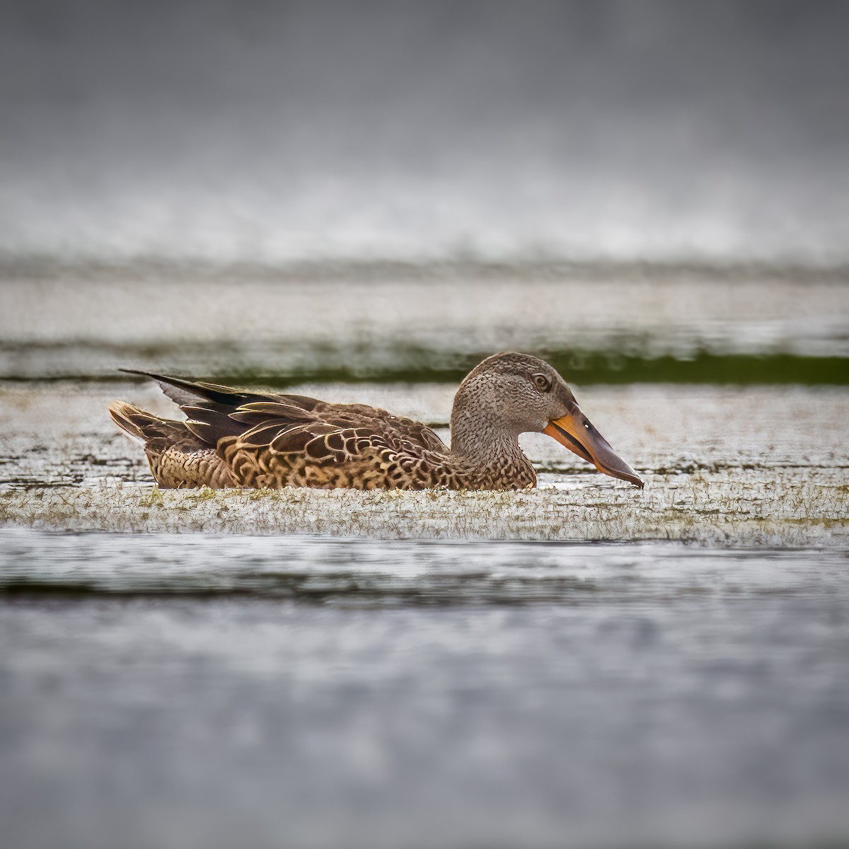 Northern Shoveler - ML628238785