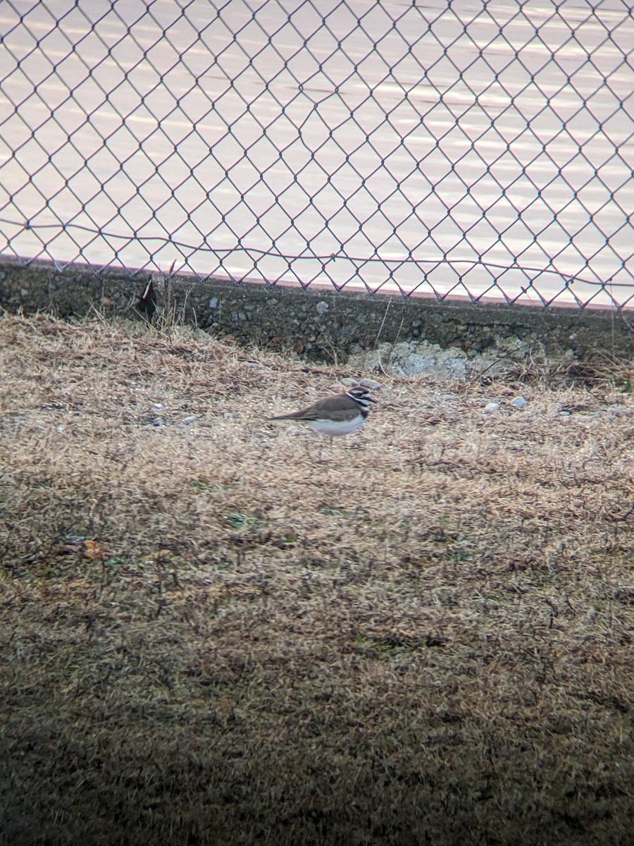 Killdeer - ML628238915