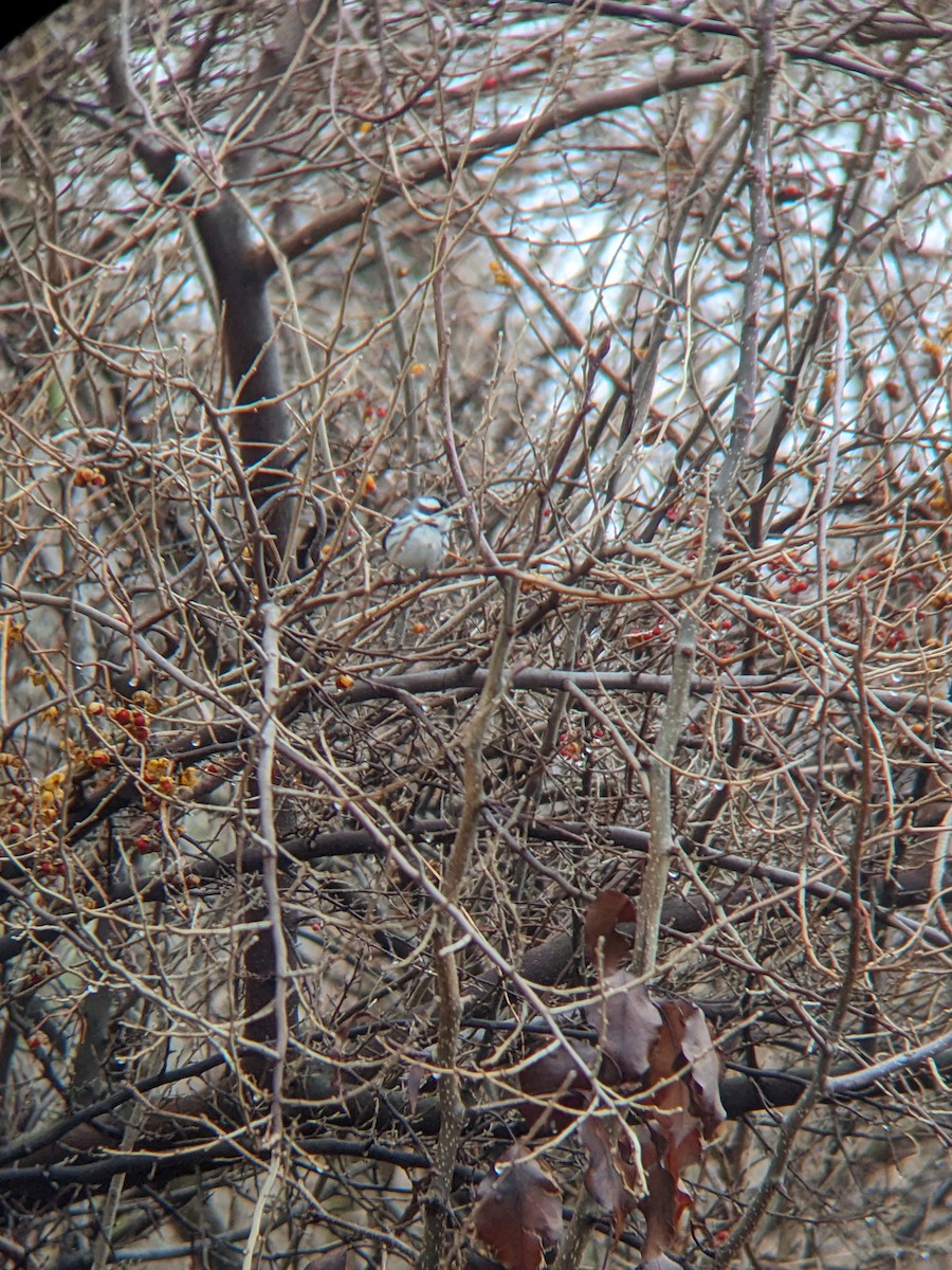 Black-throated Gray Warbler - ML628238939