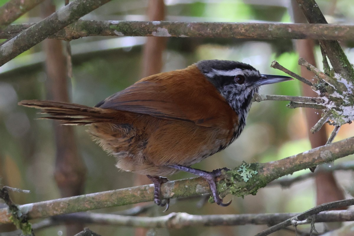Inca Wren - ML628239008