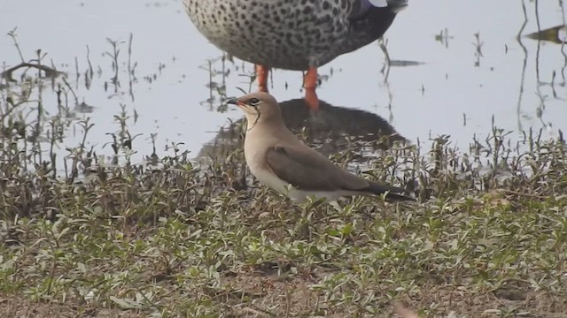 Collared Pratincole - ML628239013