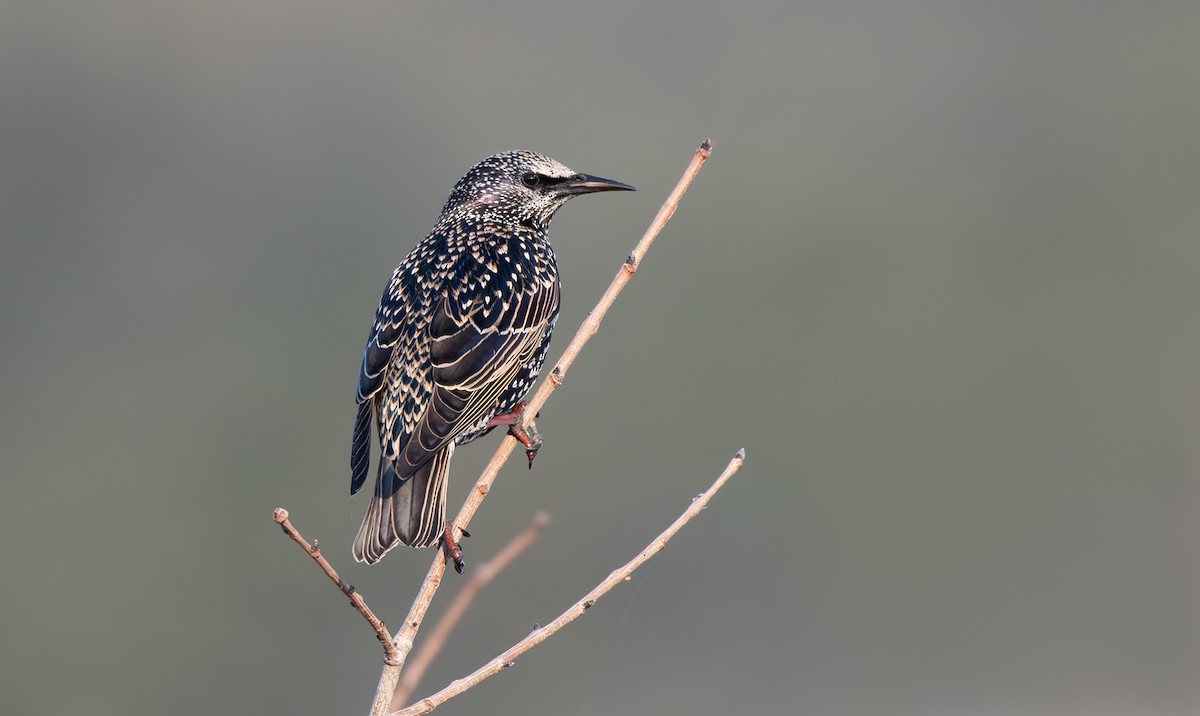 European Starling - ML628239062