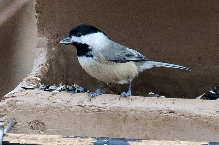 Mésange de Caroline - ML628239128