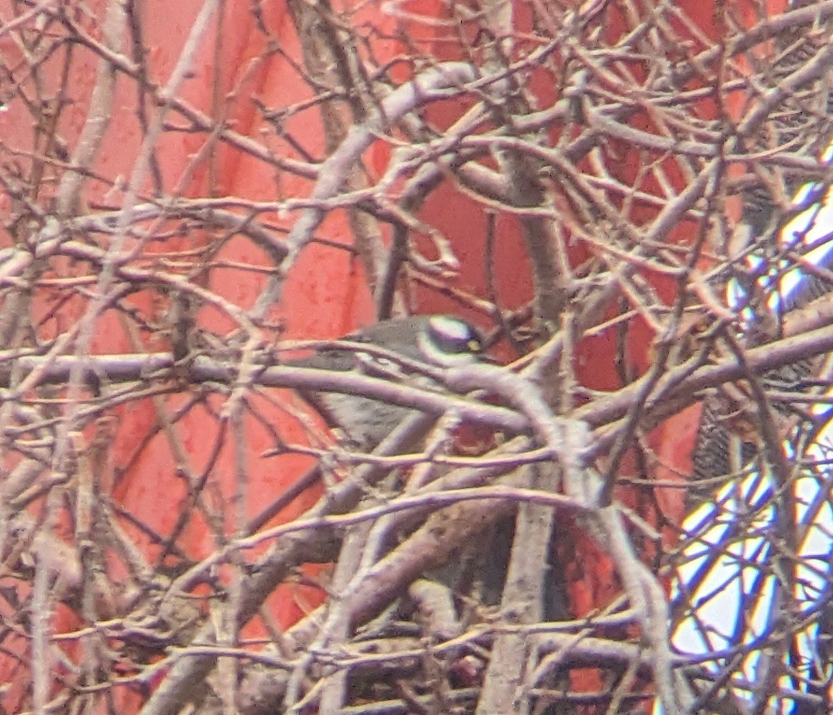 Black-throated Gray Warbler - ML628239135