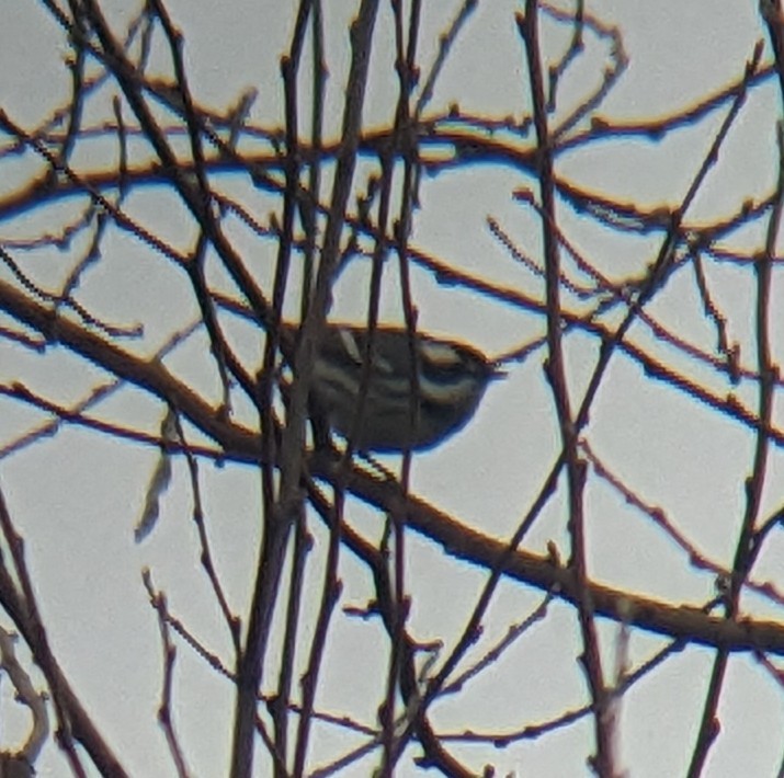 Black-throated Gray Warbler - ML628239139