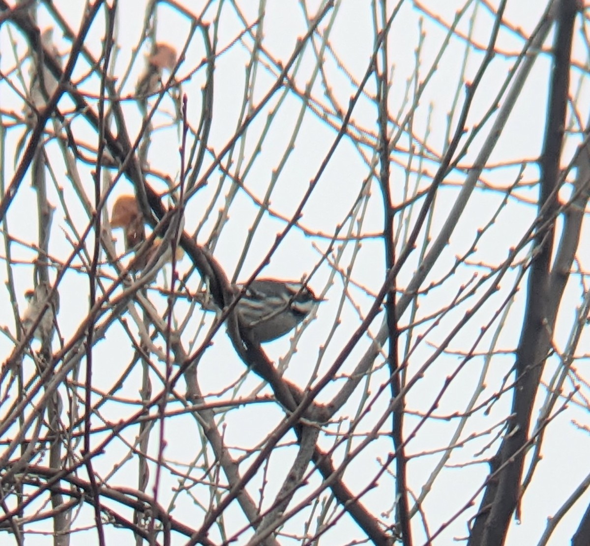 Black-throated Gray Warbler - ML628239141