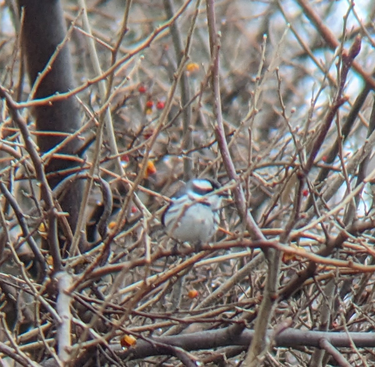 Black-throated Gray Warbler - ML628239145