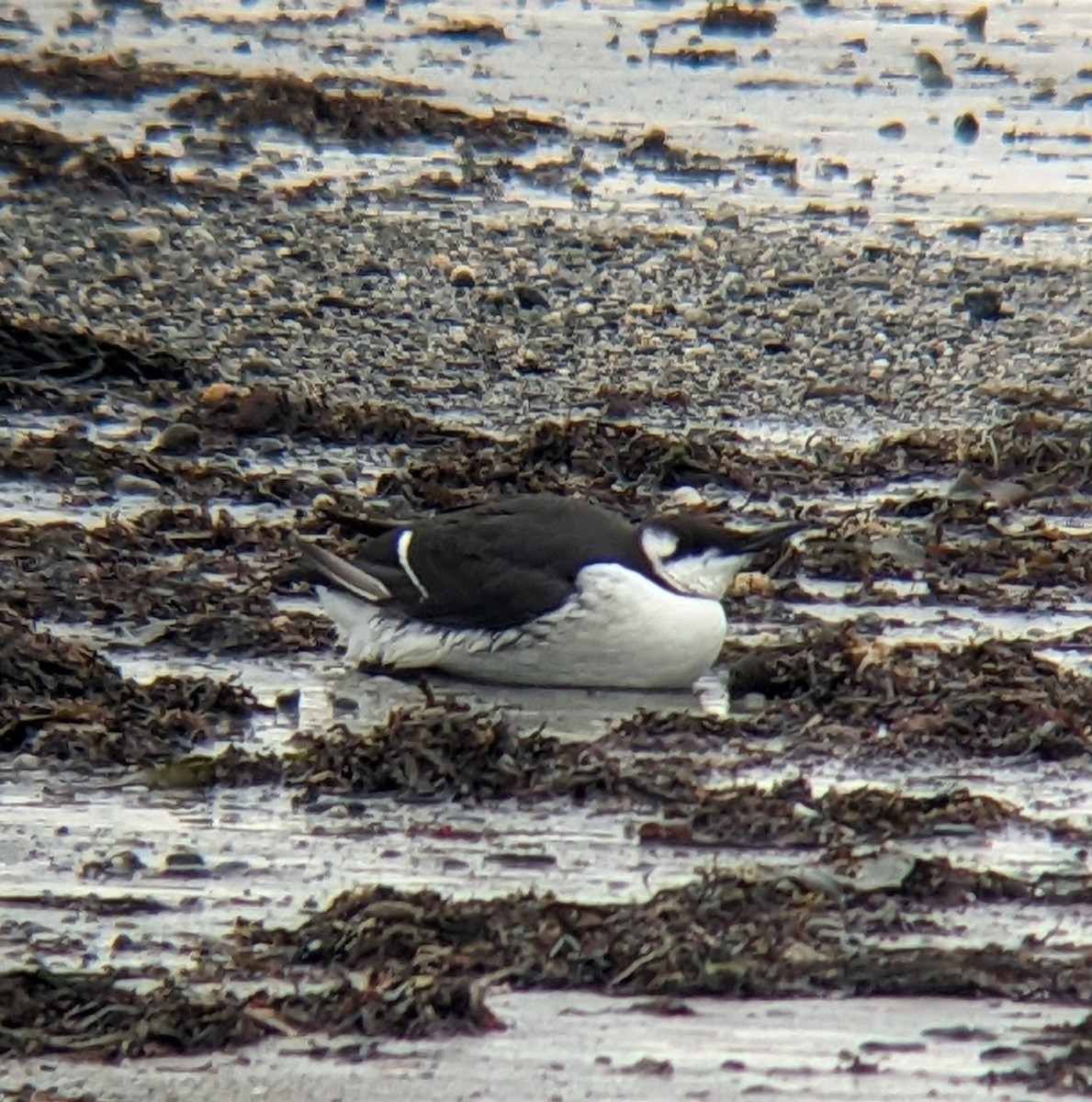 Common Murre - ML628239407