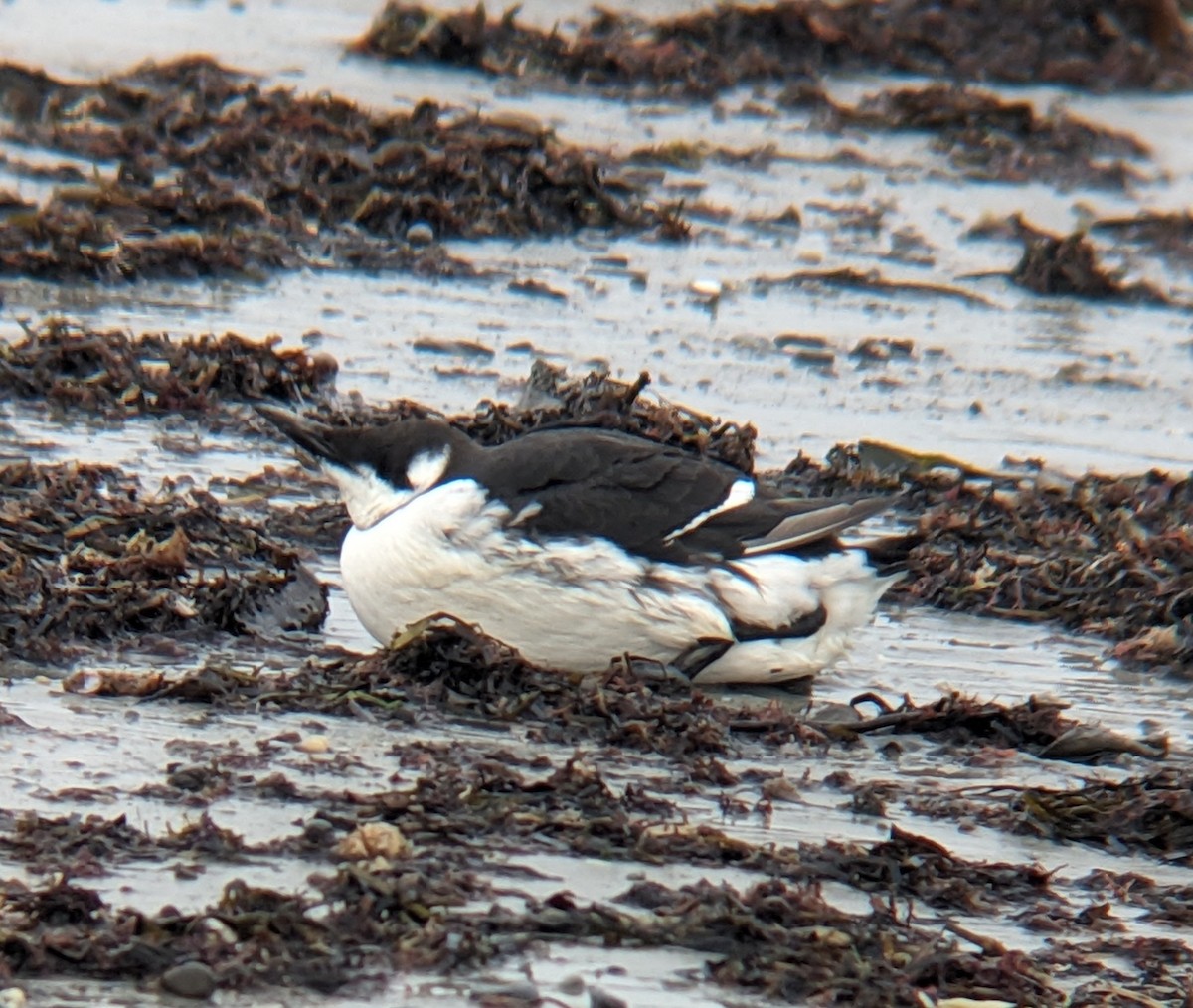 Common Murre - ML628239423