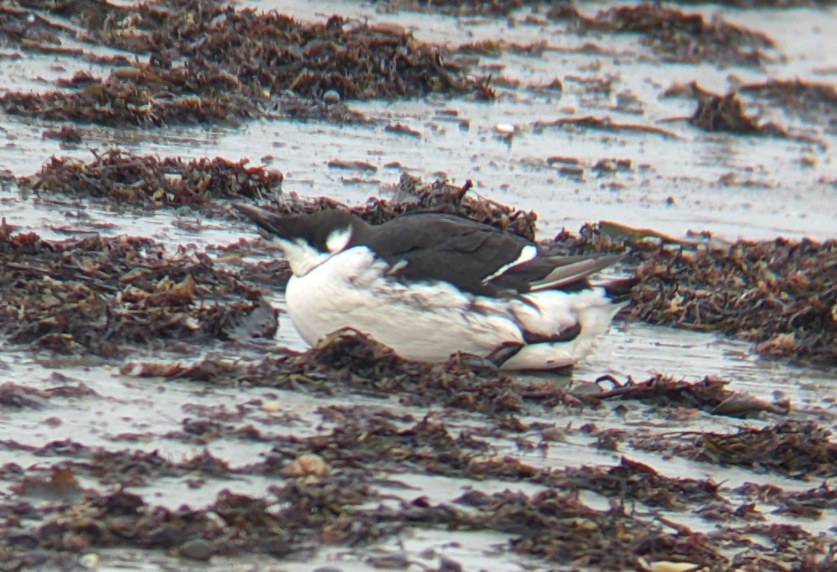 Common Murre - ML628239424