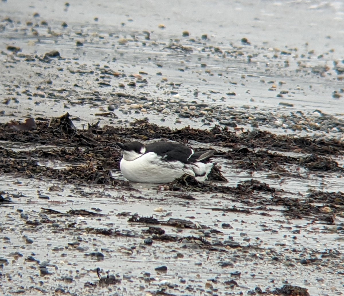 Common Murre - ML628239425