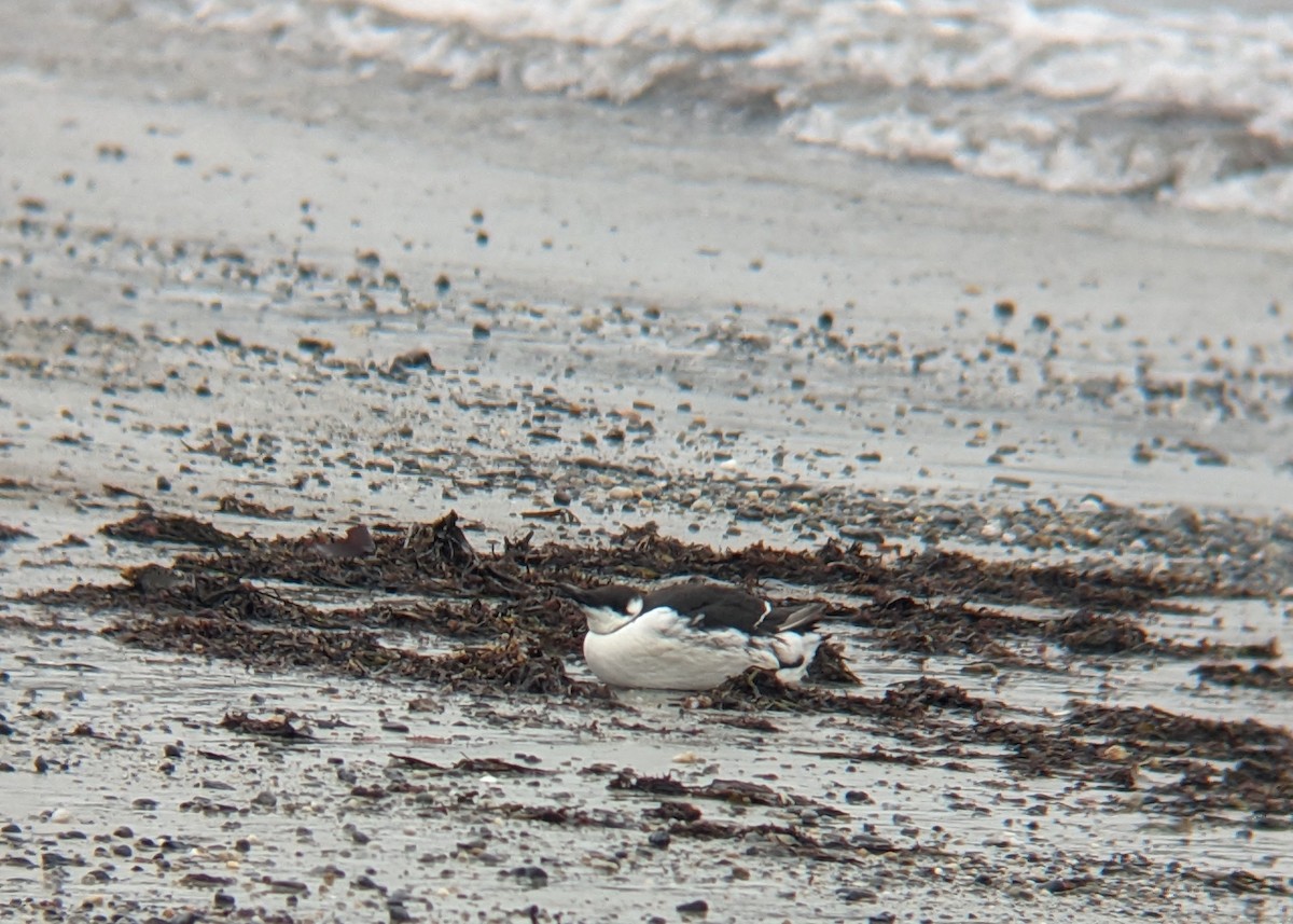 Common Murre - ML628239426