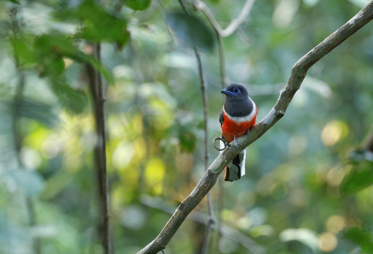 Malabartrogon - ML628239436
