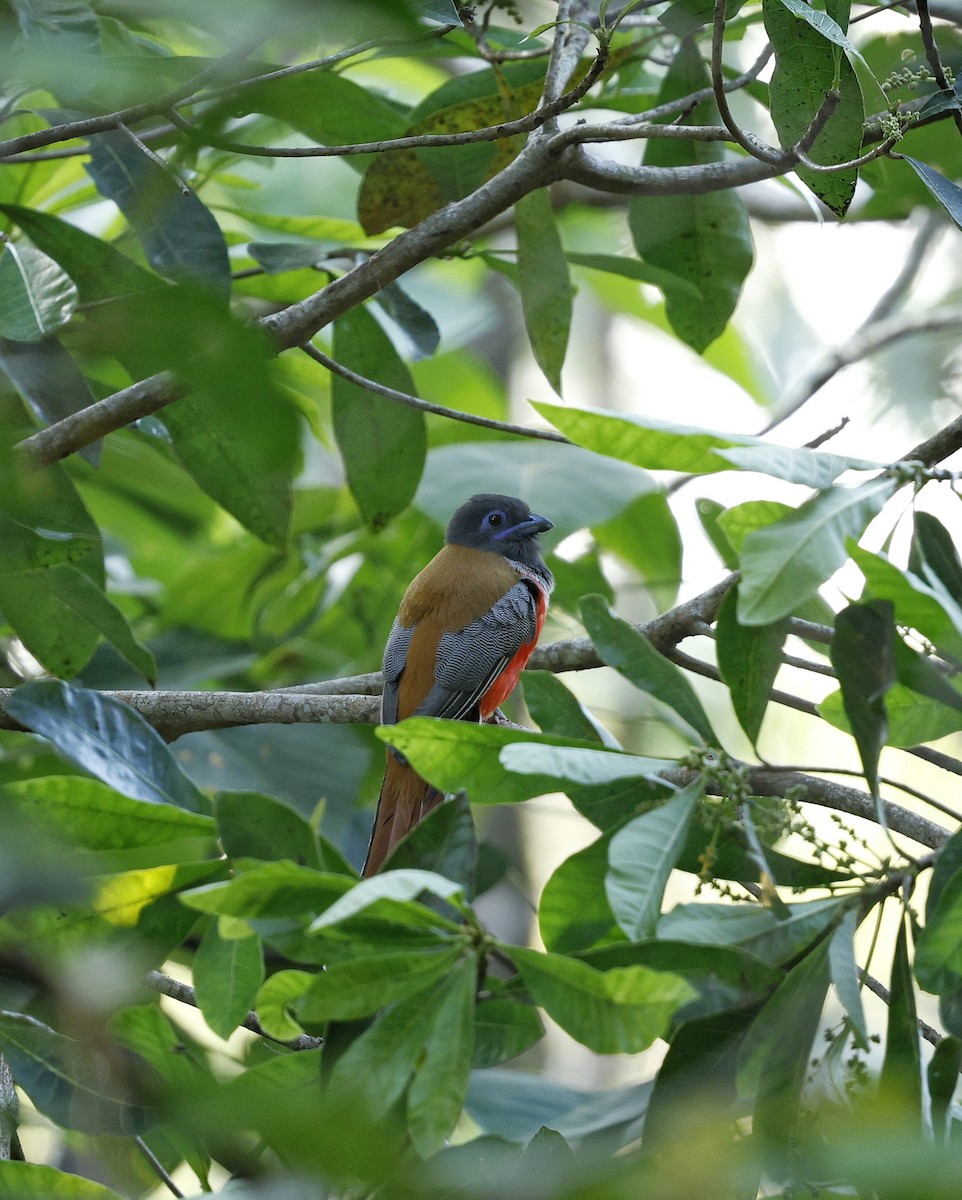 Malabartrogon - ML628239437