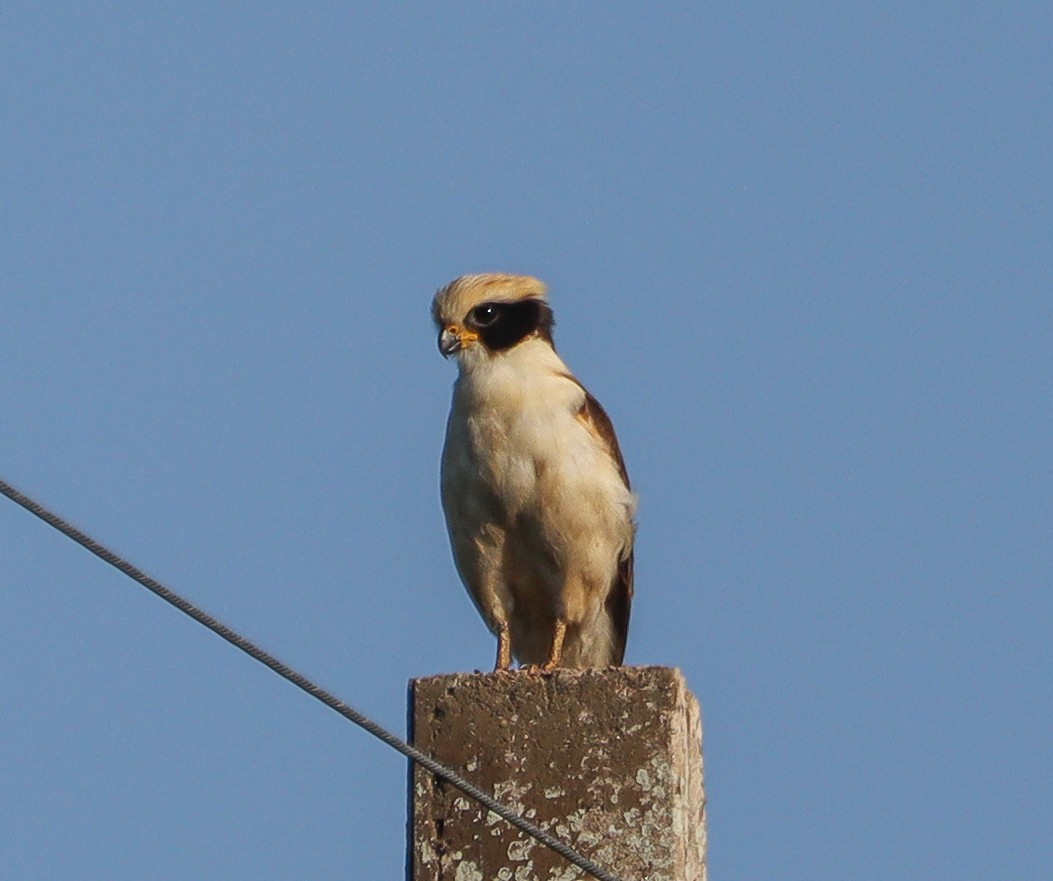 Laughing Falcon - ML628239440