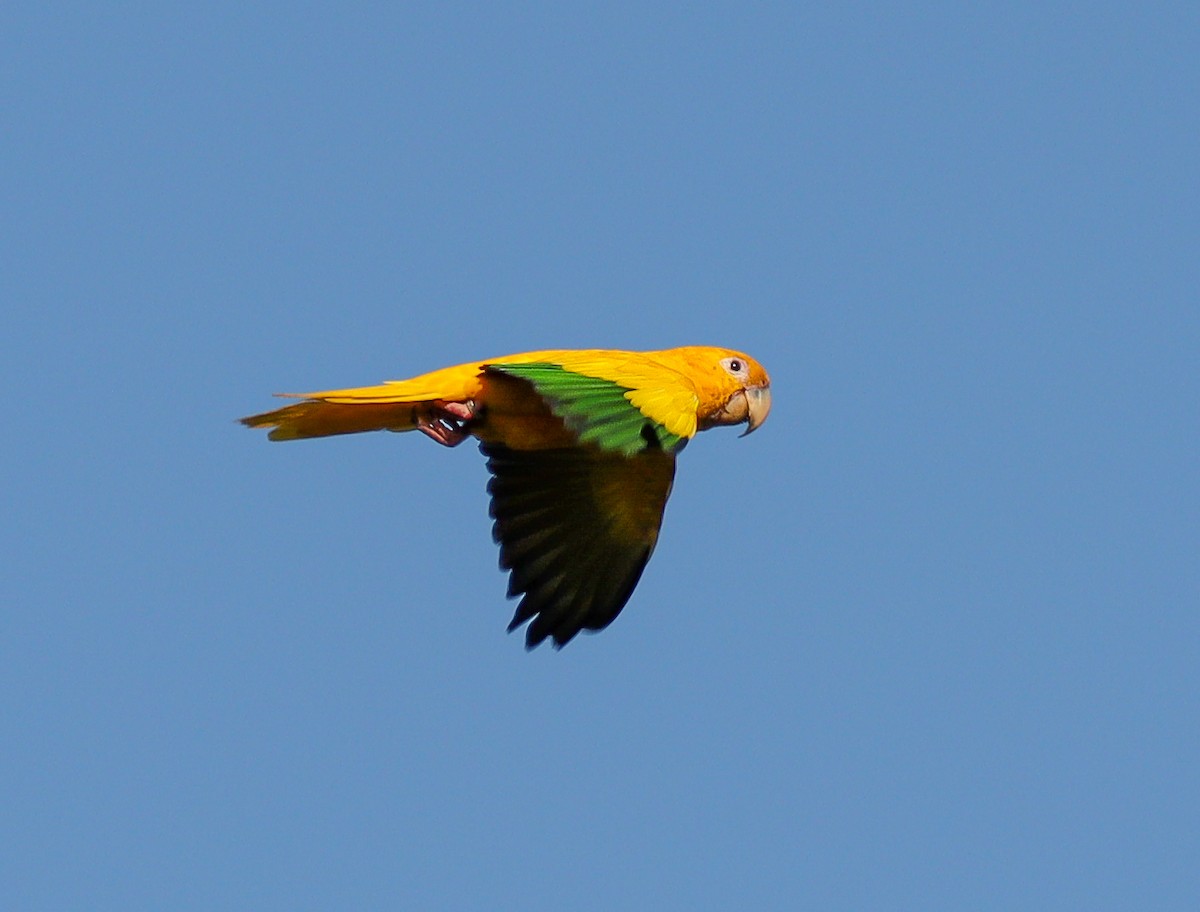 Golden Parakeet - ML628239446