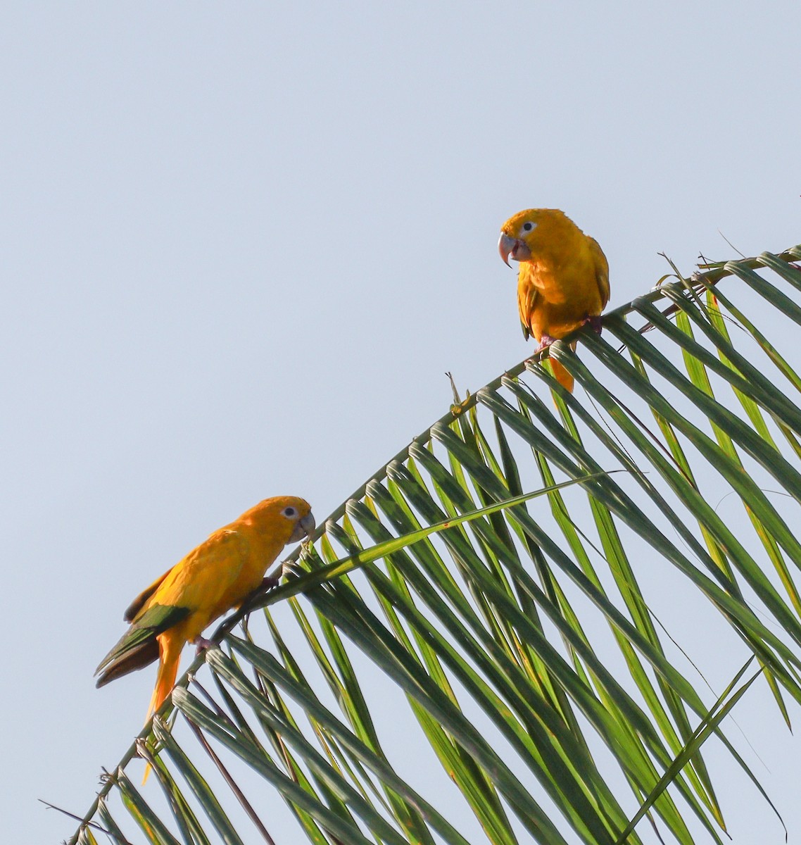 Golden Parakeet - ML628239453