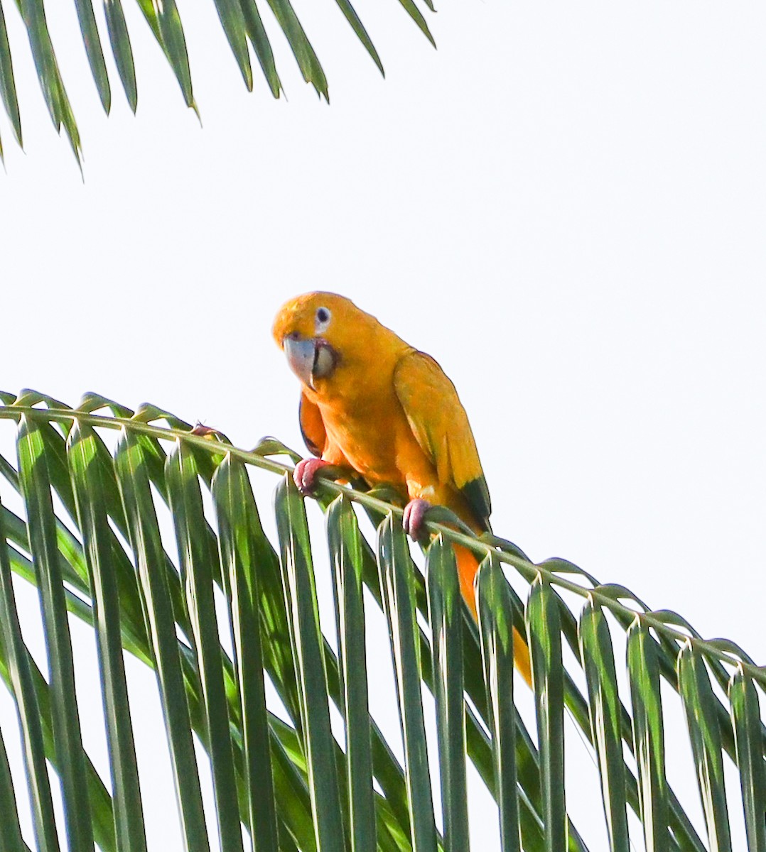 Golden Parakeet - ML628239454