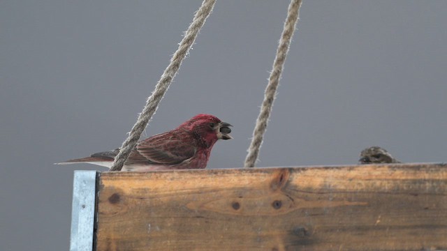 Пурпурная чечевица (purpureus) - ML628239557