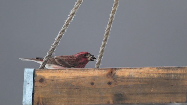 Пурпурная чечевица (purpureus) - ML628239573