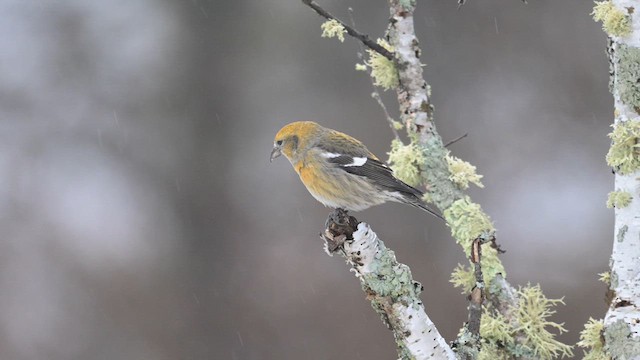 White-winged Crossbill - ML628239585