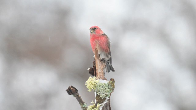 White-winged Crossbill - ML628239586