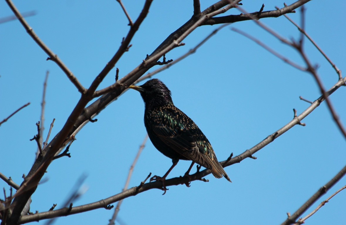 European Starling - ML628239688